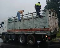 Por Ruta 12, la Policía de Corrientes secuestró un camión que transportaba caballos sin documentación